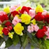 Begonia Non Stop