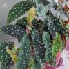 Begonia Polka Dot