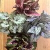 Begonia Rex