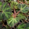 Begonia Soli-Mutata