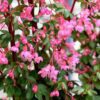 Begonia fuchsioides