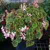Begonia Bowerae Tiger Paws