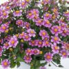 Bidens Ferufolia Mixed