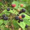 Blackberry Rubus Allegheniensis