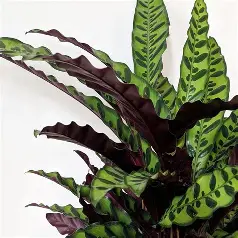 Calathea Insignis