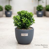 Carissa Bispinosa Storm