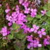 Centradenia Floribunda