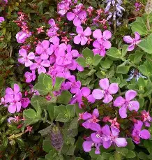 Centradenia Floribunda