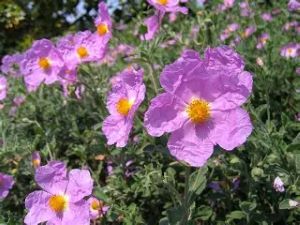Cistus incanus Obtusifolia