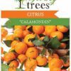 Citrus Calamondin Plant