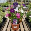 Clematis Hybrid Mixed 23cm