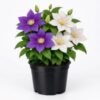Clematis Hybrids 12.5cm