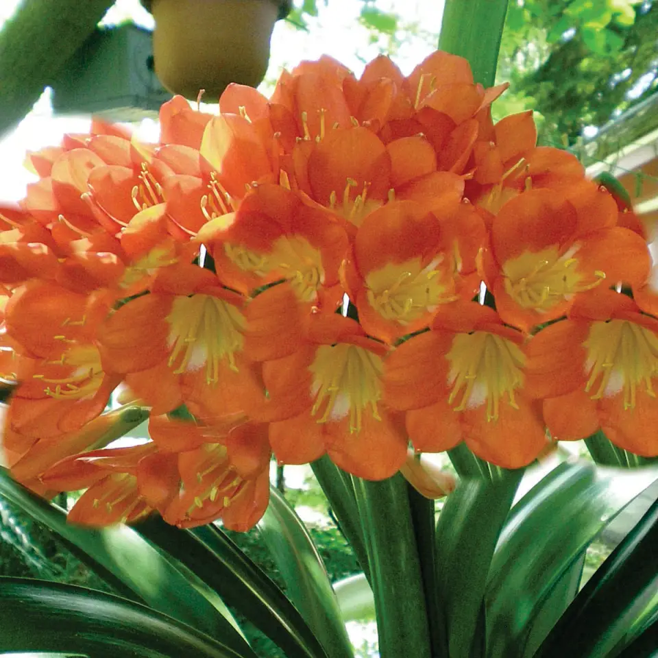 Clivia