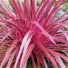 Cordyline Electric Pink