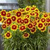 Coreopsis Upstick