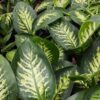 Dieffenbachia Mixed