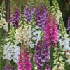 Digitalis Dalmation