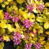 Escallonia Gold Brian