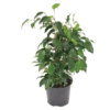 Ficus Benjamina Vivian