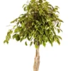 Ficus Golden King Braided