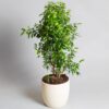 Ficus Benjamina Natasha