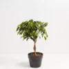 Ficus Benjamina Natasha Braided