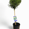 Freylinia Topiary Patio Standard