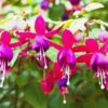 Fuchsia Hybrida
