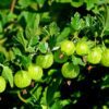 Berry Gooseberry Plant
