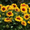 Gaillardia Mesa
