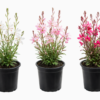 Gaura Lindheimerii