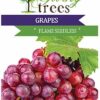 Table Grape Flame Seedless Plant