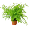 Adiantum Maidenhair Fern