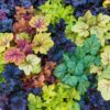Heuchera mixed
