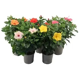 Hibiscus Mixed