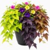 Ipomoea