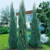 Juniperus Scopulorum Skyrocket