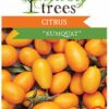 Citrus Kumquat Plant