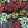 Kalanchoe Calandiva