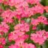 Kalanchoe Single