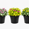 Lamium Trio