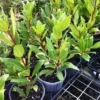 Laurus Nobilis Tree