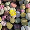 Lithops 6 Pack Tray