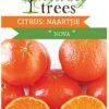 Citrus Naartjie Nova Mandarin Plant