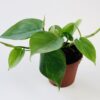 Philodendron Scandens