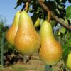 Pears Abate Fetel Tree