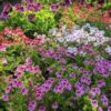 Pelargonium Regal Novita
