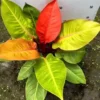Philodendron Prince of Orange