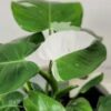 Philodendron White Princess