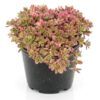 Portulaca Hybrid Rainbow